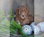 Puppy Anson Cavapoo mix (+ Poodle Miniature)