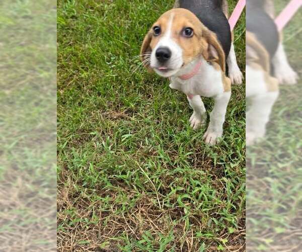 Medium Photo #1 Beagle-Unknown Mix Puppy For Sale in Brewster, NY, USA