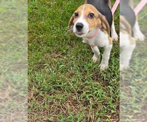 Beagle-Unknown Mix Dogs for adoption in Brewster, NY, USA