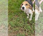 Pluto - Male Beagle-Unknown Mix Dog for Adoption - Small photo