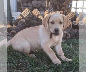 Labrador Retriever Puppy for sale in JONESTOWN, PA, USA