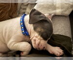 Small #1 American Staffordshire Terrier Mix