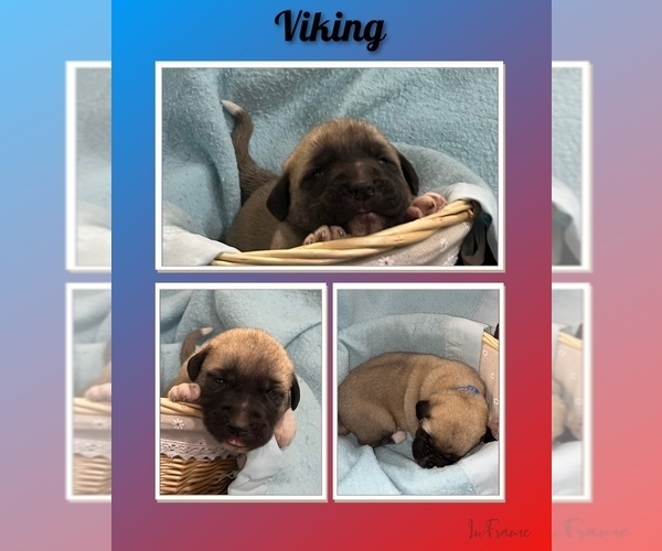 Medium Photo #3 Anatolian Shepherd Puppy For Sale in BROOKFIELD, MO, USA