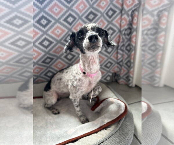 Medium Photo #7 Poodle (Miniature) Puppy For Sale in Pacolet, SC, USA