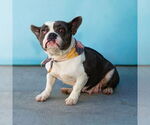 Small #2 French Bulldog