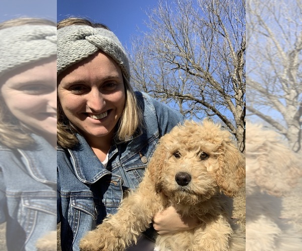 Medium Photo #20 Aussiedoodle Puppy For Sale in WOODLEAF, NC, USA