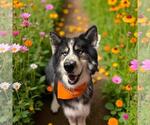 Small #2 Siberian Husky Mix
