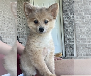 Pomeranian Puppy for Sale in MARTINSVILLE, Indiana USA