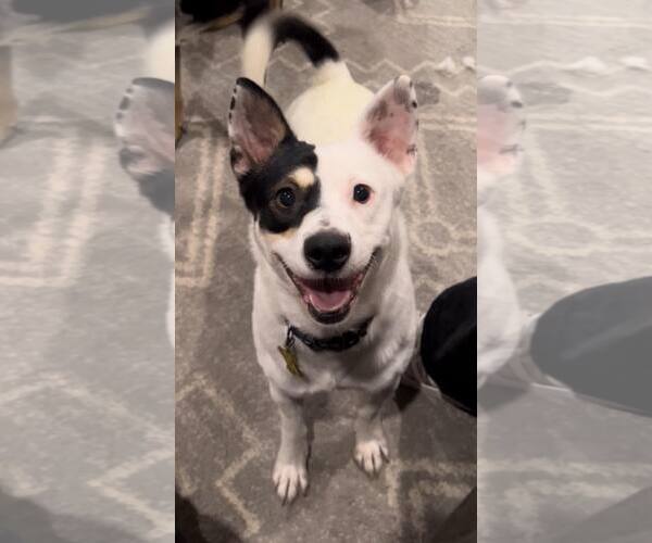 Medium Photo #2 Mutt Puppy For Sale in Sandy, UT, USA