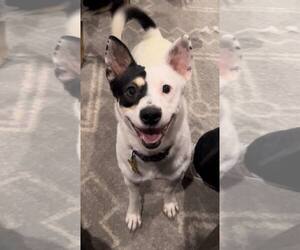 Ms. Willow - Female Mutt Dog for Adoption - Photo #2