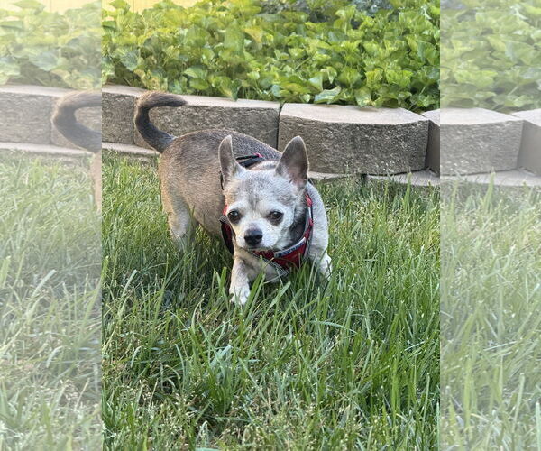 Medium Photo #3 Chihuahua Puppy For Sale in Middlesex, NC, USA