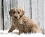 Small Photo #2 Goldendoodle Puppy For Sale in MILLERSBURG, OH, USA
