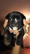 Small Photo #2 French Bulldog Puppy For Sale in ALEXANDRIA, OH, USA