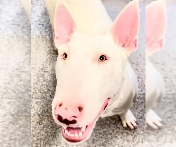 Medium Photo #1 Bull Terrier Puppy For Sale in Houston, TX, USA
