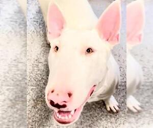 Bull Terrier Dogs for adoption in Houston, TX, USA