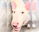 Small Bull Terrier