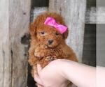 Small #2 Poodle (Toy)