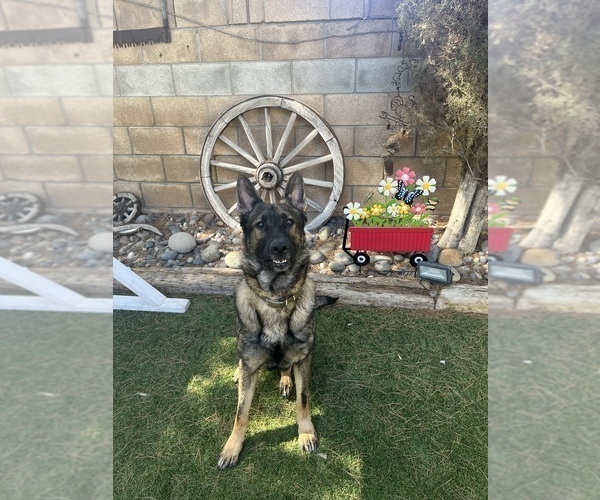 Medium Photo #1 German Shepherd Dog Puppy For Sale in LANCASTER, CA, USA