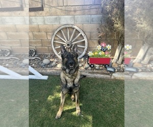 Father of the German Shepherd Dog puppies born on 06/12/2025