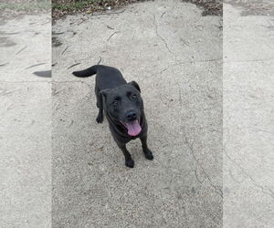 Labrador Retriever-Unknown Mix Dogs for adoption in Jackson, MS, USA