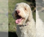 Small Photo #11 Labradoodle Puppy For Sale in BURNS, TN, USA