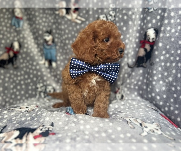 Medium Photo #6 Cavapoo Puppy For Sale in LAKELAND, FL, USA