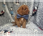 Small #5 Cavapoo