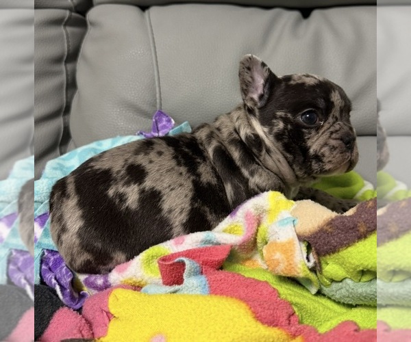 Medium Photo #1 French Bulldog Puppy For Sale in NAPLES, FL, USA