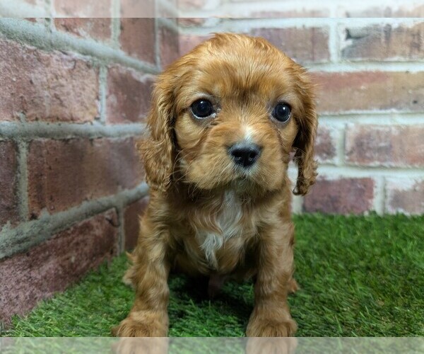 Medium Photo #2 Cavalier King Charles Spaniel Puppy For Sale in MOBERLY, MO, USA