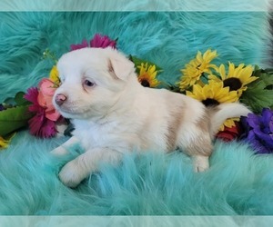 Miniature Australian Shepherd Puppy for sale in ELIZABETH CITY, NC, USA