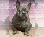 Small French Bulldog Mix