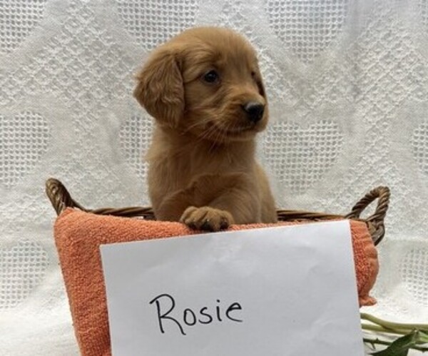Medium Photo #3 Golden Retriever Puppy For Sale in OWEN, WI, USA