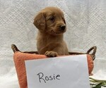 Small #2 Golden Retriever