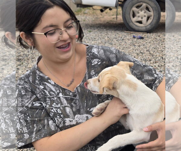 Medium Photo #7 Whijack Puppy For Sale in Peralta, NM, USA