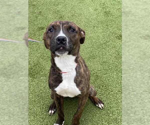 Medium Photo #1 Mutt Puppy For Sale in Fayetteville, NC, USA