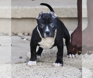 American Bully Puppy for sale in CHAMPAIGN, IL, USA