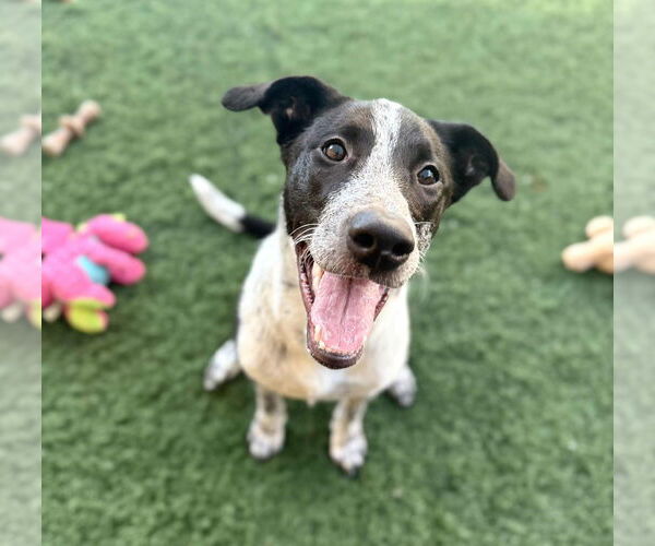 Medium Photo #3 American Staffordshire Terrier-Border Collie Mix Puppy For Sale in phoenix, AZ, USA