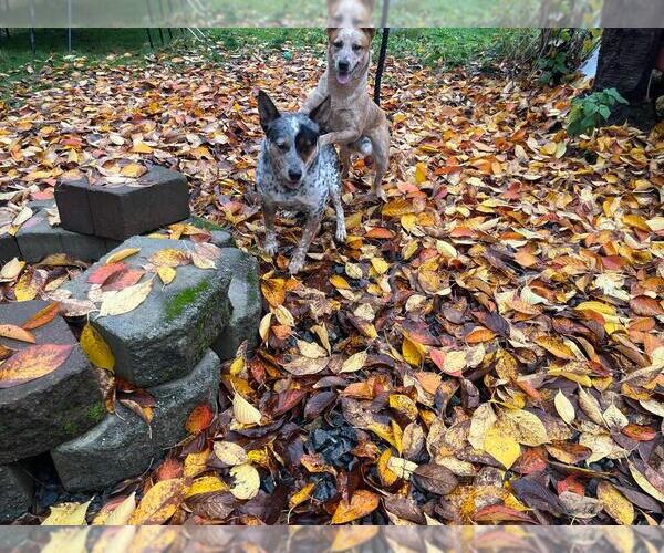 Medium Photo #1 Australian Cattle Dog Puppy For Sale in PUYALLUP, WA, USA