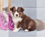 Small Photo #1 Miniature Australian Shepherd Puppy For Sale in O NEALS, CA, USA