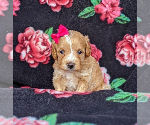 Medium Photo #1 Cavachon-Poodle (Miniature) Mix Puppy For Sale in BIRD IN HAND, PA, USA