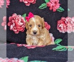 Small Photo #1 Cavachon-Poodle (Miniature) Mix Puppy For Sale in BIRD IN HAND, PA, USA