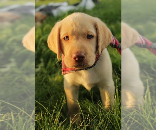 Medium Photo #1 Labrador Retriever Puppy For Sale in MAYSVILLE, KY, USA