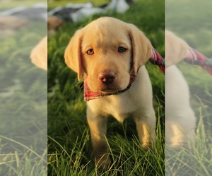 Labrador Retriever Puppy for sale in MAYSVILLE, KY, USA