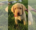 Image preview for Ad Listing. Nickname: Alfie
