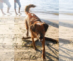 Shylo - Male Irish Setter-Unknown Mix Dog for Adoption - Photo #10