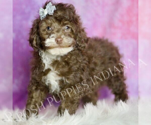 Medium Photo #43 Poodle (Miniature) Puppy For Sale in WARSAW, IN, USA
