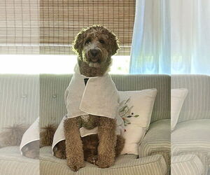 Goldendoodle Dogs for adoption in Gulfport, MI, USA