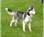 Small #1 Siberian Husky Mix