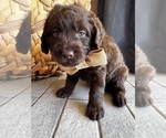Small #13 Miniature Labradoodle