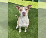 Small American Staffordshire Terrier Mix